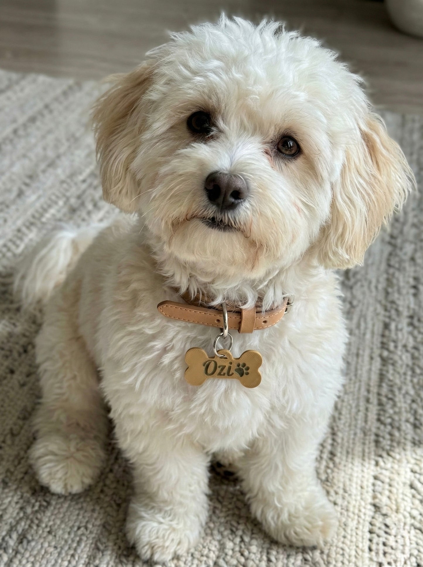 Placa identificadora para cães